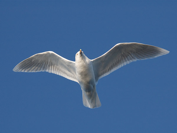 Grönlanninlokki, Iceland Gull, Larus glaucoides